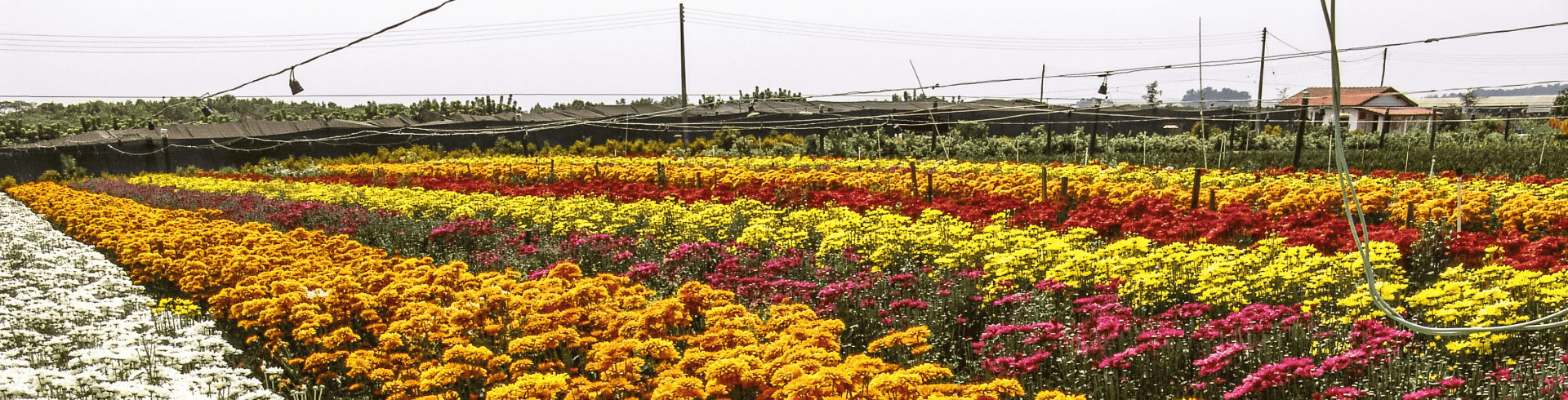 guas de Lindia, Expoflora e Poos de Caldas